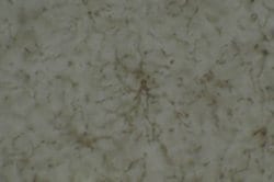 NG2 Chondroitin Sulfate Proteoglycan Rabbit anti-Human, Mouse, Rat, Monkey,