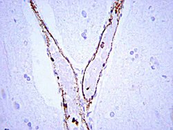 von Willebrand Factor, Rabbit anti-Human, Mouse, Rat, Polyclonal, Millipore