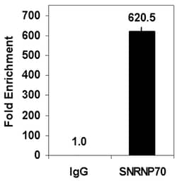 MilliporeSigma&trade;&nbsp;RIPAb+&trade; Hexim 1 RIP Validated Antibody and Primer Set