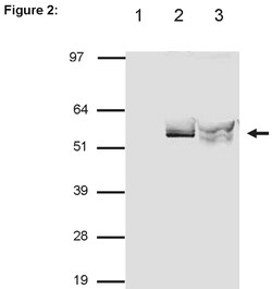 MilliporeSigma™ Upstate™ RIPAb+™ p54nrb/NonO RIP Validated Antibody and Primer Set