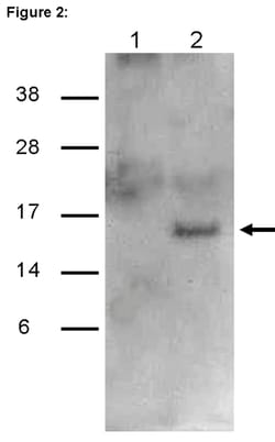 MilliporeSigma&trade;&nbsp;RIPAb+&trade; Gemin6 RIP Validated Antibody and Primer Set