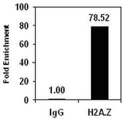MilliporeSigma Upstate Histone H2A.Z, Sheep Polyclonal, ChIP Validated