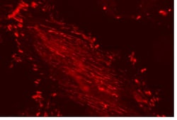 MilliporeSigma™ Chemicon™ LentiBrite™ Paxillin-RFP Lentiviral Biosensor