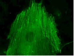 MilliporeSigma™ Chemicon™ LentiBrite™ α-actinin-GFP Lentiviral Biosensor