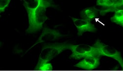 MilliporeSigma™ Chemicon™ LentiBrite™ GFP-Tubulin Lentiviral Biosensor