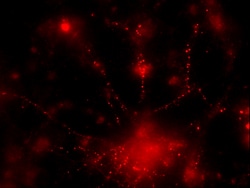 MilliporeSigma™ Chemicon™ LentiBrite™ PSD95-RFP Lentiviral Biosensor
