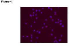 MilliporeSigma&trade;&nbsp;Upstate&trade; SOX-2&alpha;, Mouse monoclonal, ChIP Validated Antibody and Primer Set