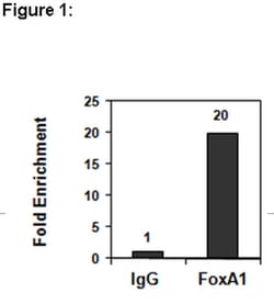 MilliporeSigma™ Upstate™ FOXA1, Rabbbit Polyclonal, ChIP Validated Antibody and Primer Set