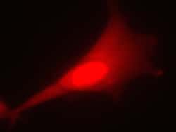MilliporeSigma™ Chemicon™ LentiBrite™ RFP Control Lentiviral Biosensor