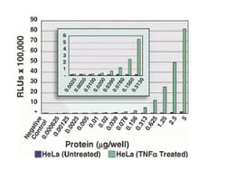 MilliporeSigma&trade;&nbsp;NF&kappa;B p65 EZ-TFA Transcription Factor Assay