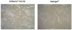 MilliporeSigma ECMatrix -511 E8 Laminin Substrate:Enzymes and Inhibitors:Substrates