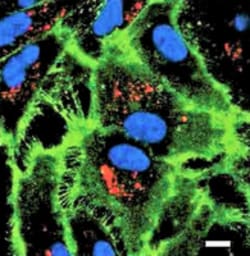 MilliporeSigma ECMatrix -411 E8 Laminin Subtrate:Enzymes and Inhibitors:Substrates
