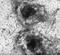 MilliporeSigma™ ECMatrix™-221 E8 Laminin Substrate