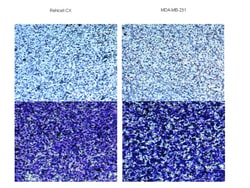 MilliporeSigma™ Chemicon™ QCM Laminin Migration Assay, 24-well, Colorimetric