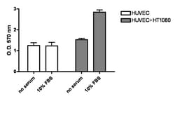 MilliporeSigma™ Chemicon™ QCM™ Tumor Cell Transendothelial Migration Assay