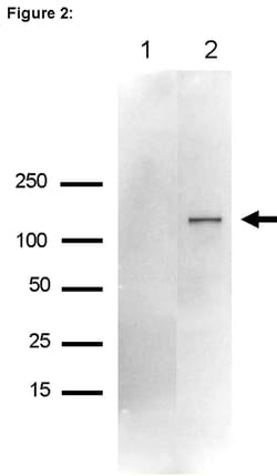 MilliporeSigma™ RIPAb+™ Upf1 RIP Validated Antibody and Primer Set