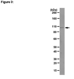 MilliporeSigma™ RIPAb+™ Ago1 RIP Validated Antibody and Primer Set