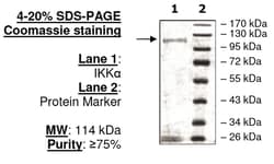 MilliporeSigma&trade;&nbsp;Upstate Human IKK&alpha;