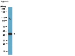MilliporeSigma Upstate TATA Binding Protein (TBP) , Mouse monoclonal, ChIP
