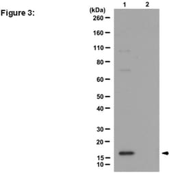 MilliporeSigma&trade;&nbsp;Upstate&trade; Trimethyl-Histone H3 (Lys79), Rabbbit Polyclonal, ChIP Validated Antibody and Primer Set