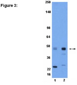 MilliporeSigma Upstate Phospho-CREB (Ser133), Rabbbit Polyclonal, ChIP