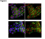 MilliporeSigma™ Upstate™ JMJD6, Rabbbit Polyclonal, ChIP Validated Antibody and Primer Set