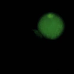 MilliporeSigma™ Chemicon™ CaspaTag Pan-Caspase In Situ Assay Kit, Fluorescein