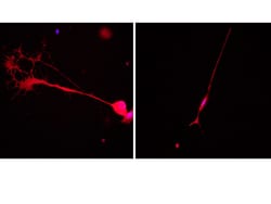 MilliporeSigma&trade;&nbsp;Sema3A Recombinant Protein