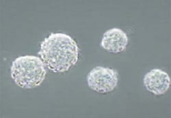 MilliporeSigma™ Chemicon™ Recombinant Human Leukemia Inhibitory Factor Protein