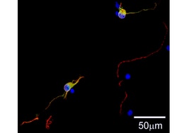 MilliporeSigma™ Milli-Mark™ ChromaPan Neuronal Marker-ORC