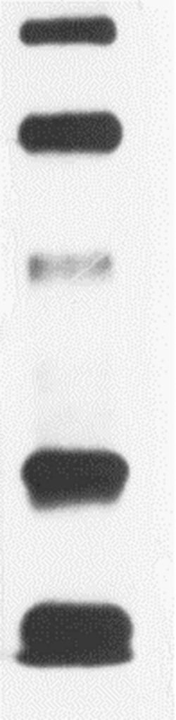 MilliporeSigma™ OxyBlot™ Protein Standard