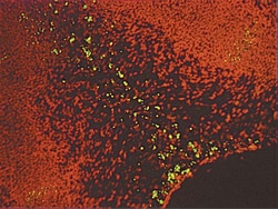 MilliporeSigma&trade;&nbsp;Chemicon&trade; ApopTag&trade; Fluorescein Direct In Situ Apoptosis Detection Kit