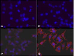 MilliporeSigma™ Chemicon™ OxyICC™ Oxidized Protein Detection Kit
