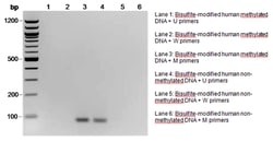 MilliporeSigma™ Upstate™ CpGenome™ Human Methylated DNA Standard Set