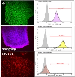 MilliporeSigma™ PluriSTEM-XF™ Human ES/iPS Medium