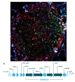 MilliporeSigma&trade;&nbsp;Human STEMCCA Constitutive (OKSM) Lentivirus