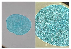 MilliporeSigma™ Alcian-Blue Staining Solution