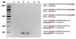 MilliporeSigma&trade;&nbsp;Upstate&trade; CpGenome&trade; Human Non-Methylated DNA Standard Set