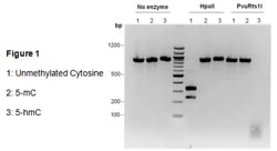 MilliporeSigma&trade;&nbsp;CpGenome&trade; 5-mC and 5-hmC DNA Standard Set