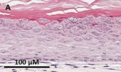 MilliporeSigma™ 3dGRO™ Skin Differentiation Medium
