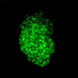 MilliporeSigma™ Fluorescent Mouse ES/iPS Cell Characterization Kit