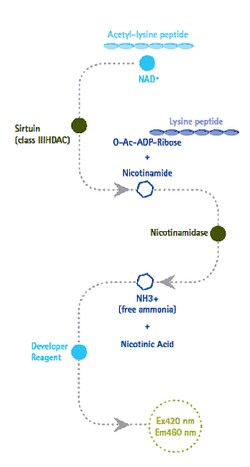 MilliporeSigma&trade;&nbsp;Upstate&trade; SIRTainty&trade; Class III HDAC Assay