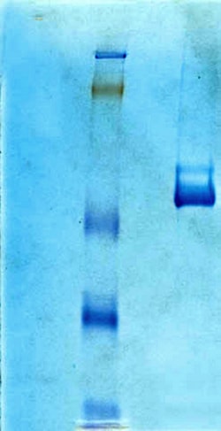 MilliporeSigma™ Chemicon™ Vitronectin, Human Purified Protein