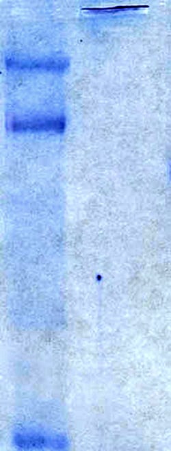 MilliporeSigma&trade;&nbsp;Chemicon&trade; Chicken Extracellular Chondroitin Sulfate Proteoglycans