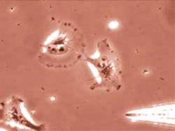 MilliporeSigma™ Chemicon™ QCM Chemotaxis Cell Migration Assay, 96-well (3μm), Fluorimetric