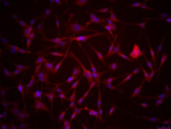 MilliporeSigma™ SMA-560 Mouse Orthotopic Glioma Cell Line