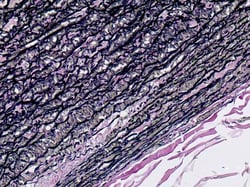 ENG Scientific&nbsp;Verhoeff's Elastic Tissue Stain Kit