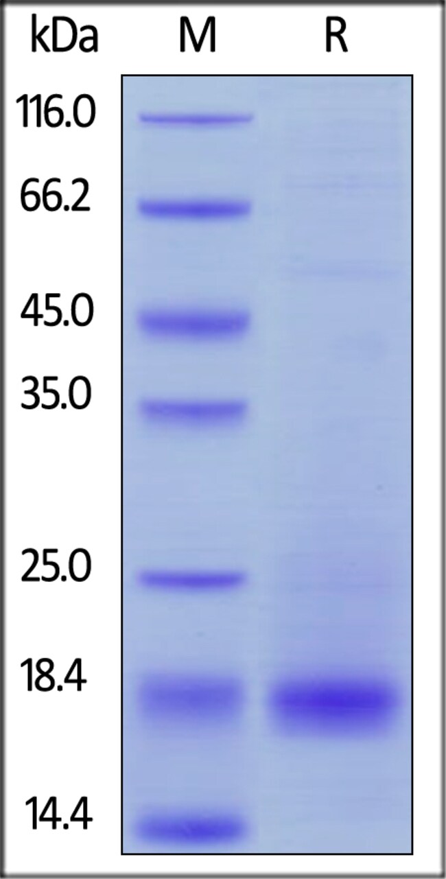 ACROBiosystems Biotinylated Human CD3 epsilon Protein, His, Avitag™ 25