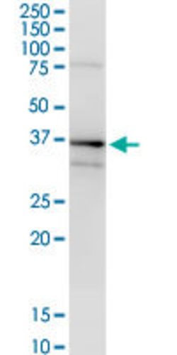 ANXA1, Rabbit anti-Human, Polyclonal Antibody, Abnova 100&mu;L; Unconjugated:Antibodies,