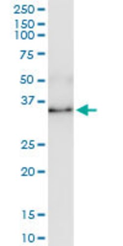 ANXA1, Rabbit anti-Human, Polyclonal Antibody, Abnova 100&mu;L; Unconjugated:Antibodies,